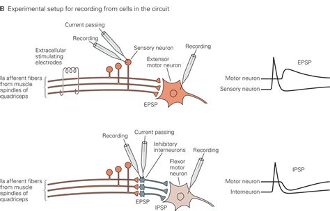 Difference Between Excitatory And Inhibitory Postsynaptic Potential at ...