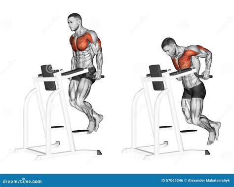 Exercising. Dips In The Simulator Stock Illustration - Image: 57065346