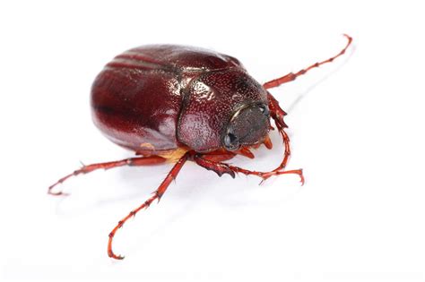 Are June Bugs Bad For Dogs