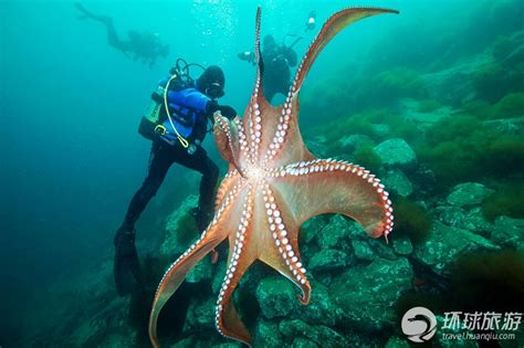 实拍潜水员日本海里抓大章鱼_旅游_环球网