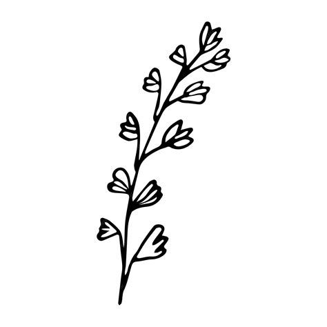 Premium Vector | A sprig of thyme hand drawn sketch style illustration ...