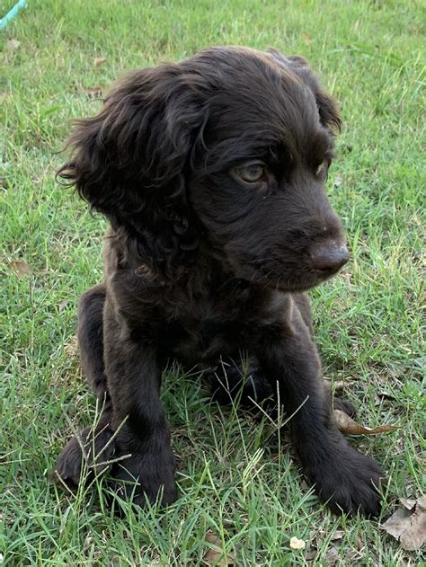 BOYKIN SPANIEL MALE PUPPY
