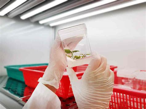National Tobacco Testing Laboratory in Khanapara,Guwahati - Best ...