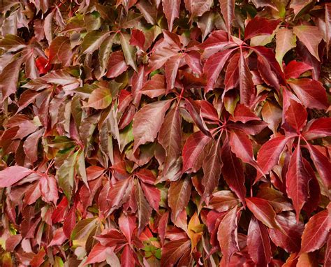 How to Grow and Care for Virginia Creeper
