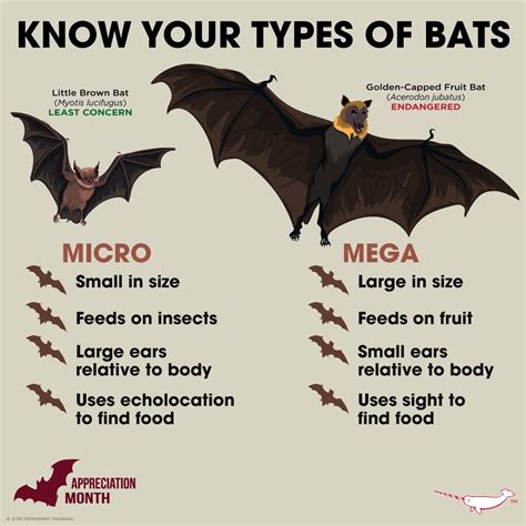 Fun Facts About Bats – 5 reasons why bats are the best – NOSXAT