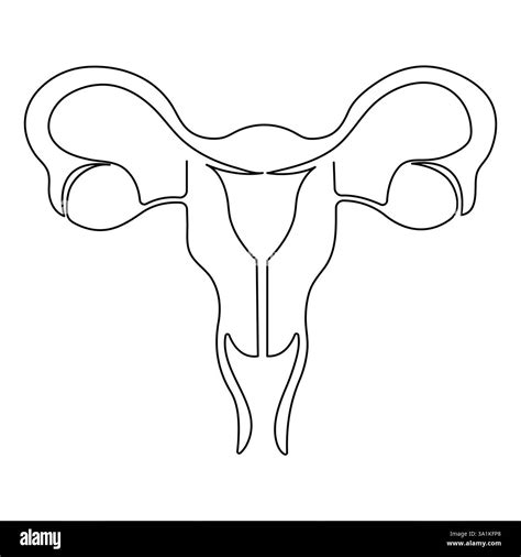 Female reproductive uterus of continuous single line art drawing and ...