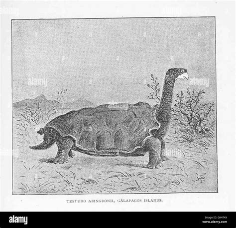 Image result for Competitive Exclusion Example Abingdon Tortoise