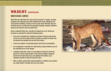 Mountain Lion Adaptations