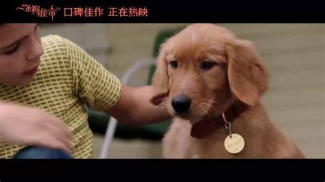 《一条狗的使命》原片片段 狗狗贝利驾到_凤凰网视频_凤凰网