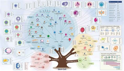 What Is A Cell Marker at Lynne Griffin blog