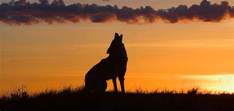 Images Of Coyotes Howling