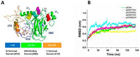 Conformational Heterogeneity and Frustration of the Tumor Suppressor ...