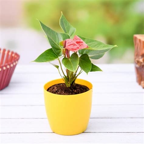 Buy Anthurium (Any Color) - Plant online from Nurserylive at lowest price.
