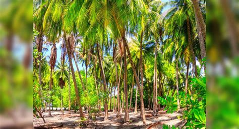 All about Seychelles’s massive reforestation initiative, Seychelles ...