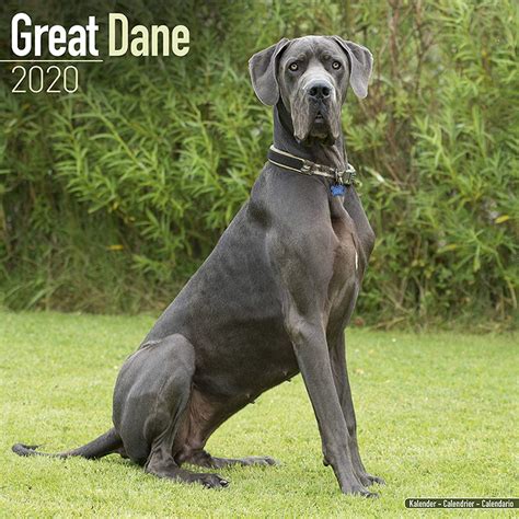 Great Dane Calendar 2020 : Avonside Publishing Ltd: Amazon.co.uk ...