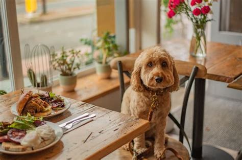 Image result for Cavapoo Adult