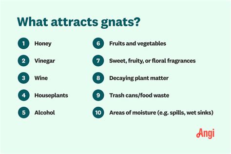 8 Ways You’re Attracting Gnats to Your Home | Angi