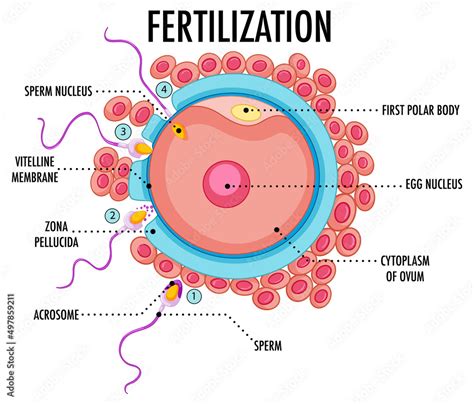 Image result for Process of Fertilization Diagram