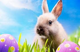 Image result for Spring Bunny Images