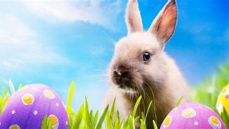 Image result for Spring Bunny Wallpaper