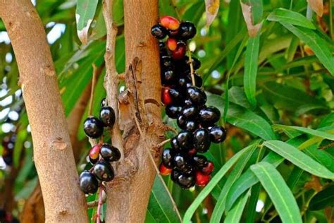 Image result for Java Plum Fruit Tree