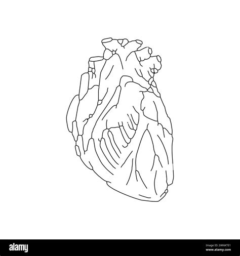 Anatomical hand vector Black and White Stock Photos & Images - Alamy