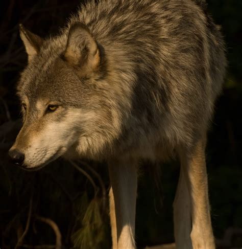 Manitoba | International Wolf Center