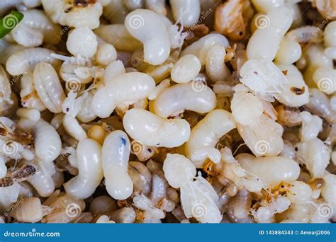 Close Up Red Ant Eggs are Larvae Stock Image - Image of nature, healthy ...