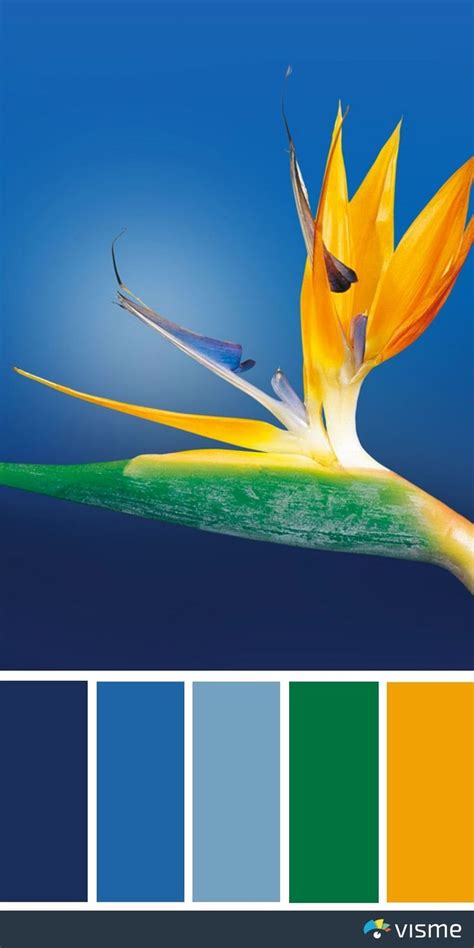 Image result for InDesign Color Combinations