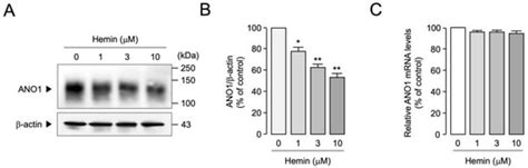 Anticancer Effect of Hemin through ANO1 Inhibition in Human Prostate ...