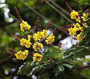 Indian Gardening Ayurvedic Pathimugam Plant Live – Water Purifying ...