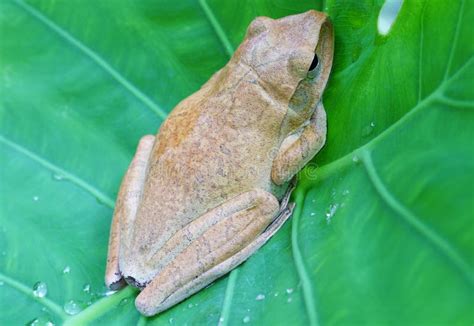 Image result for Small Tree Frog