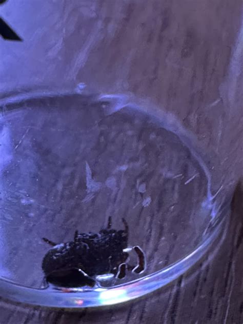 Spider in Maryland : r/spiders