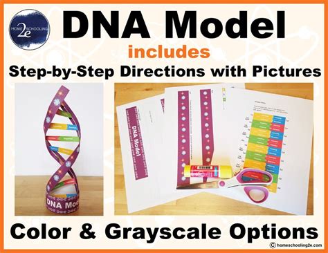 Image result for easyDNA DIY Model
