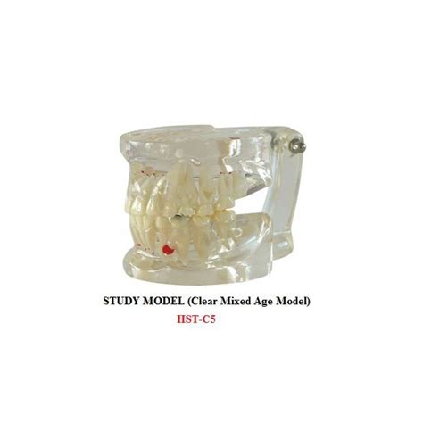 Study Model ( Clear Mixed Age Model ) HST-C05 - Dentalmart