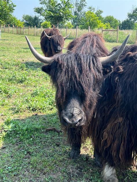 Woolly Weekend-A Yak Experience Hay Wagon Rides, 3124 E. 266th St ...