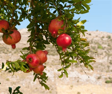 Pomegranate Tree Growing Tips 的图像结果