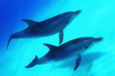 海洋生物海豚图片_海洋生物海豚素材_海洋生物海豚高清图片_摄图网图片下载