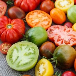 CYBEXIS Organic Non-genetically Modified Mix Tomato Seeds-250 Seeds ...