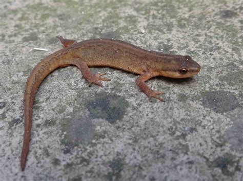 Darley Dale Wildlife: Common Newt - Tansley