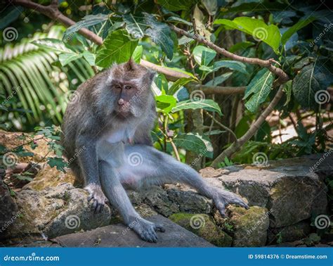 A thinker - monkey stock photo. Image of singlemonkey - 59814376