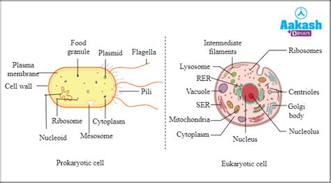Image result for Structure and Function of Cytoplasm