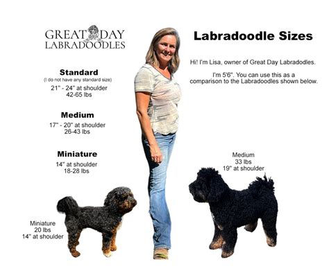 Image result for Labradoodle