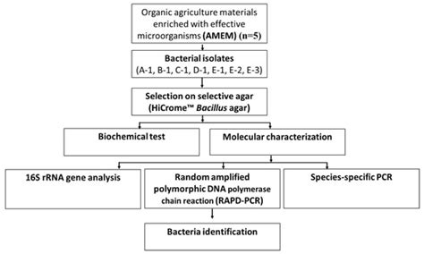 Study on the Identification Methods for Effective Microorganisms in ...