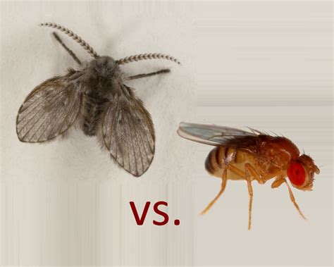 What is the Difference Between a Fruit Fly and a Drain Fly?