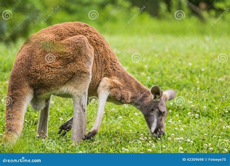 Red Kangaroo Eating Grass in Field Stock Photo - Image of hopping ...
