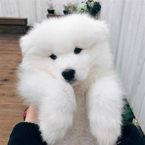 Big Fluffy Dog Breeds