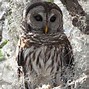 Image result for Barred Owl Nesting Box