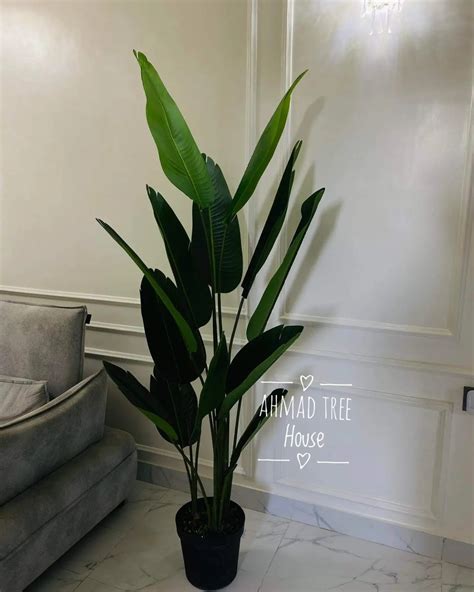 Big Plants 🌳 – Statement Greenery for Every Space – Page 2 – Ahmad Tree ...