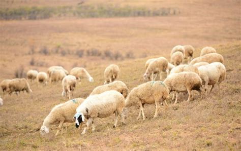 为什么自古以来养羊都要放养呢？老农民说出了真相
